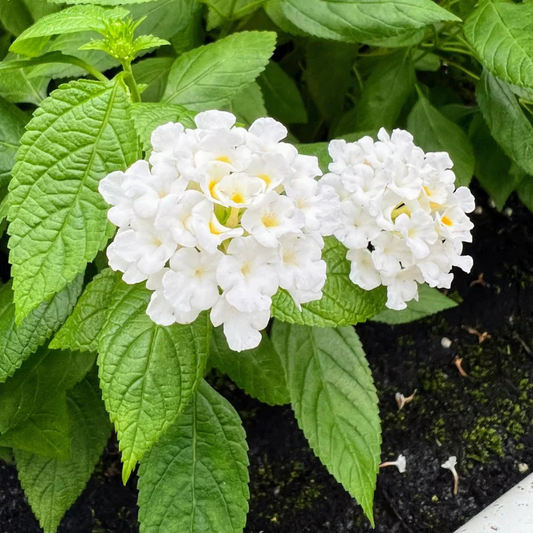 Lantana White (Shrub Verbena) All Time Flowering Live Plant
