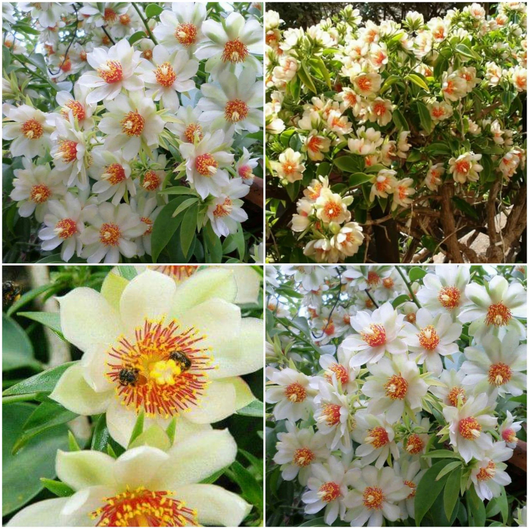 Lemon Vine (Pereskia Aculeata) Live Fruit Plant