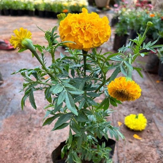 Light Orange Marigold All Time Flowering Live Plant