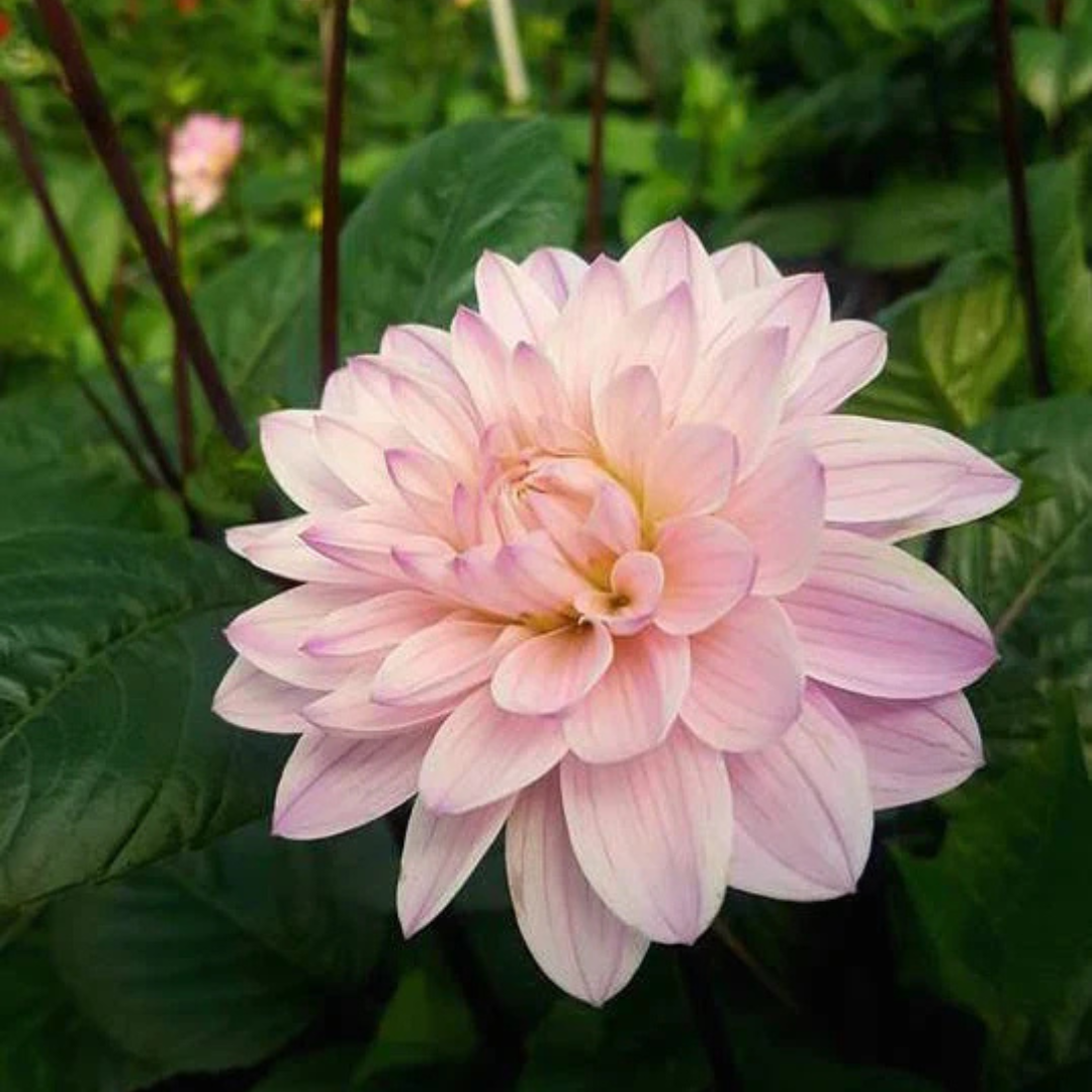 Light Pink Dahlia Flowering Live Plant