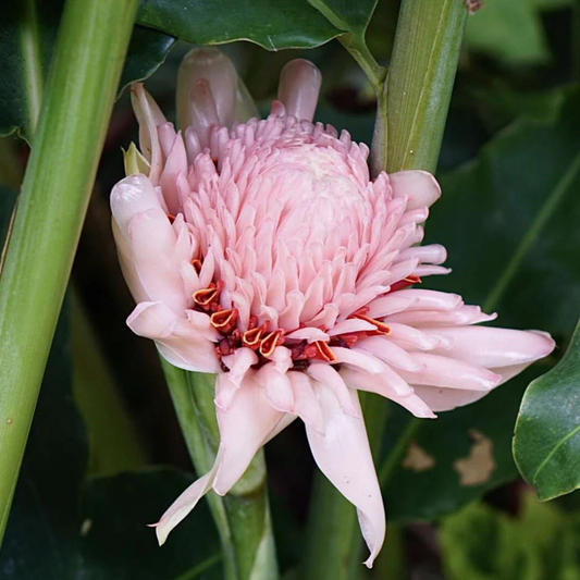 Light Pink Torch Ginger Flowering Plant