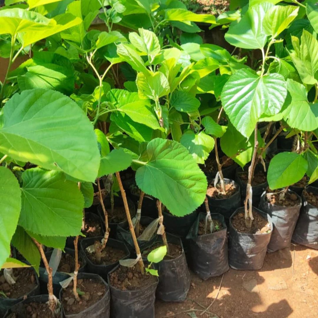 Long Himalayan Mulberry or Pakistan Mulberry Grafted Live Plant (Morus Alba)