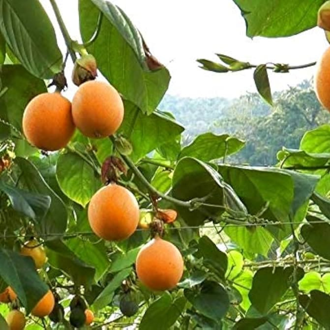 Malaysian Passion Fruit Layered Live Plant