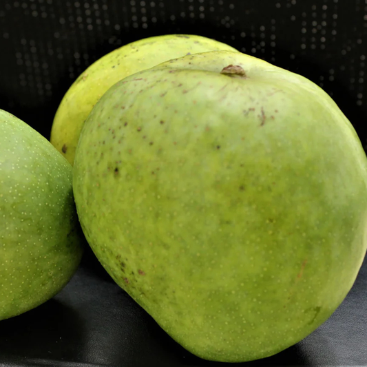 Malgova Mango Grafted Live Plant