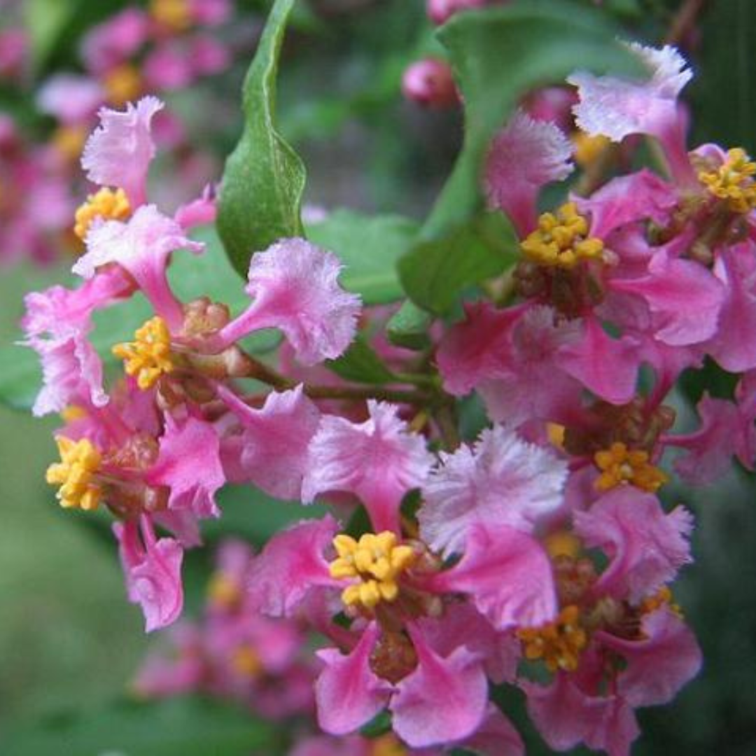 Malpighia Glabra Pink Flowering Live Plant