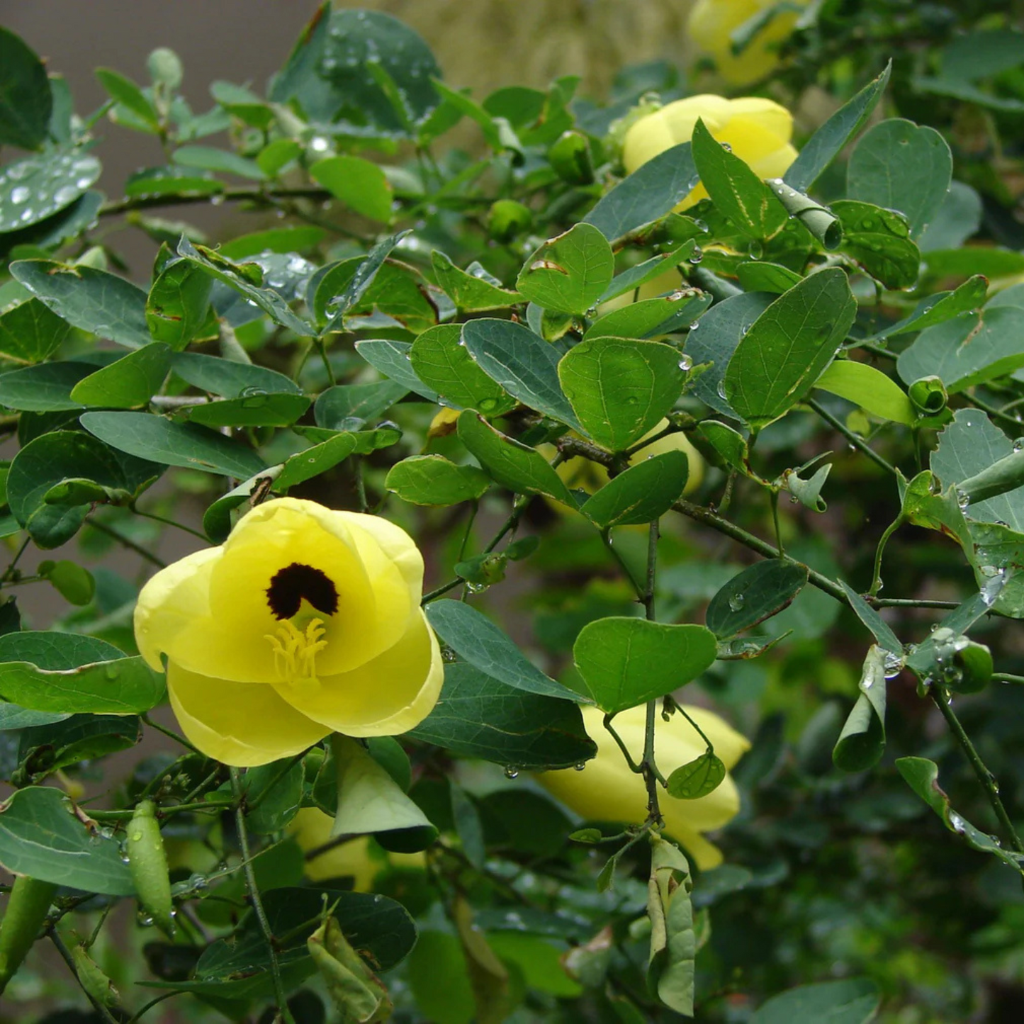 Mandaram Yellow (Bauhinia tomentosa) Rare Flowering Live Plant