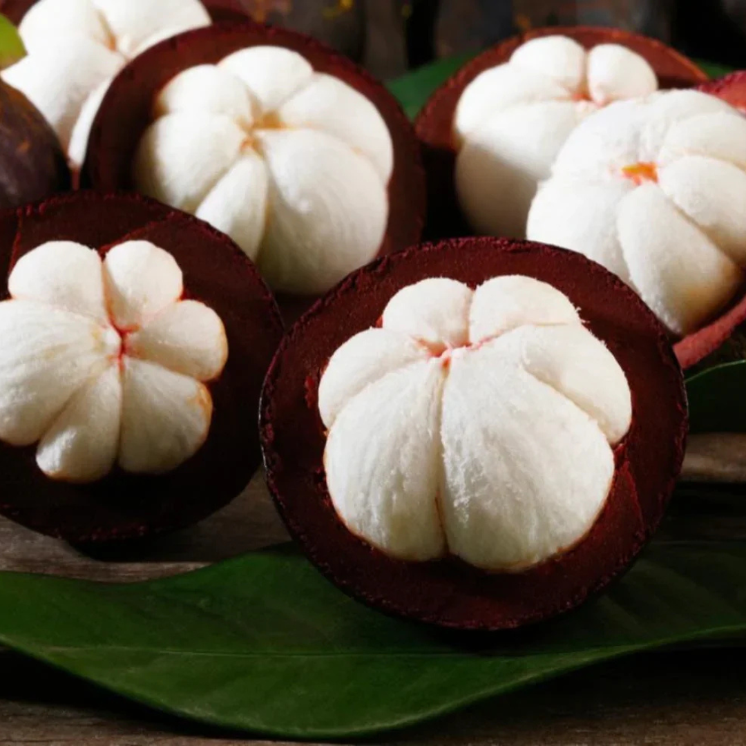 Mangosteen (Garcinia Mangostana) Fruit Live Plant