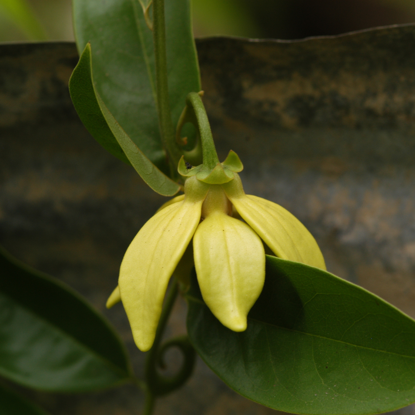 Manoranjitham (Artabotrys hexapetalus) Hari Champa Layered Live Plant