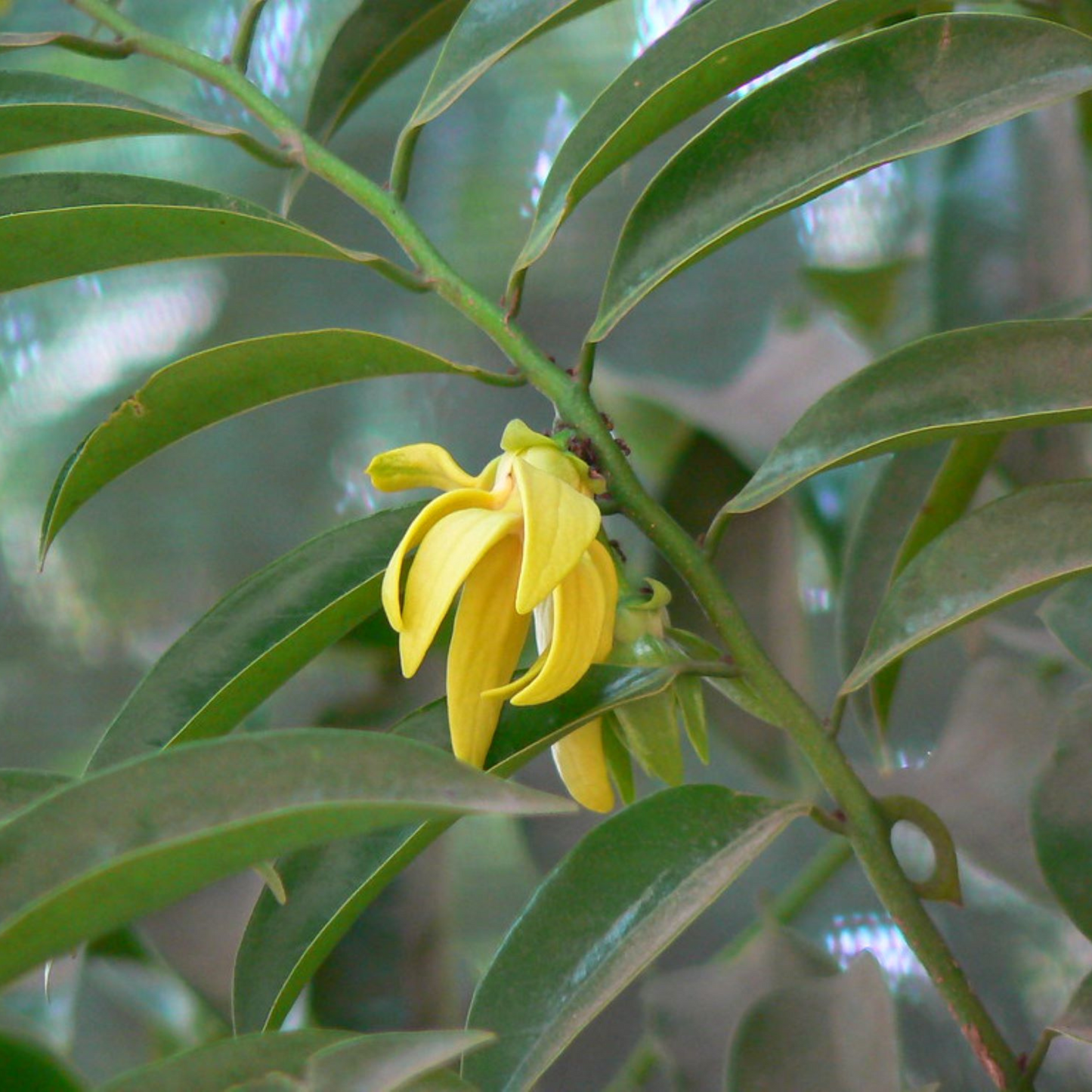 Manoranjitham (Artabotrys hexapetalus) Hari Champa Layered Live Plant