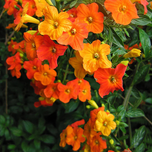 Marmalade Bush (Streptosolen jamesonii) Rare All Time Flowering Live Plant