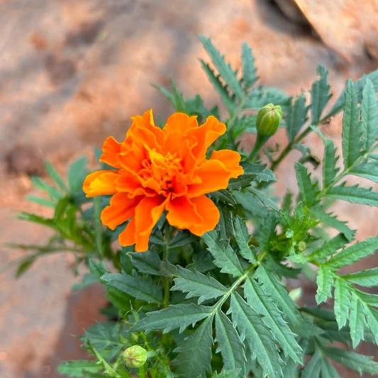 Miniature Orange Marigold All Time Flowering Live Plant
