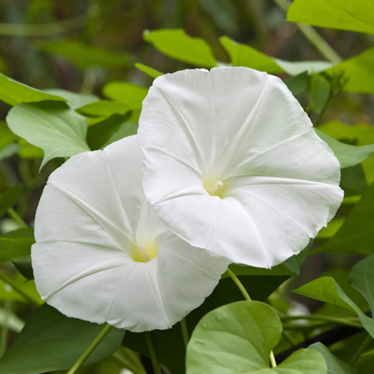 Morning Glory White (Ipomoea) All Time Flowering Live Plant