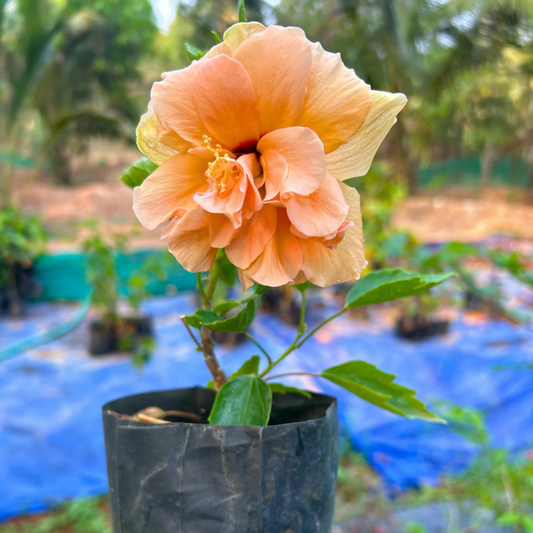 Multi Petal Orange Hibiscus All Time Flowering Live Plant