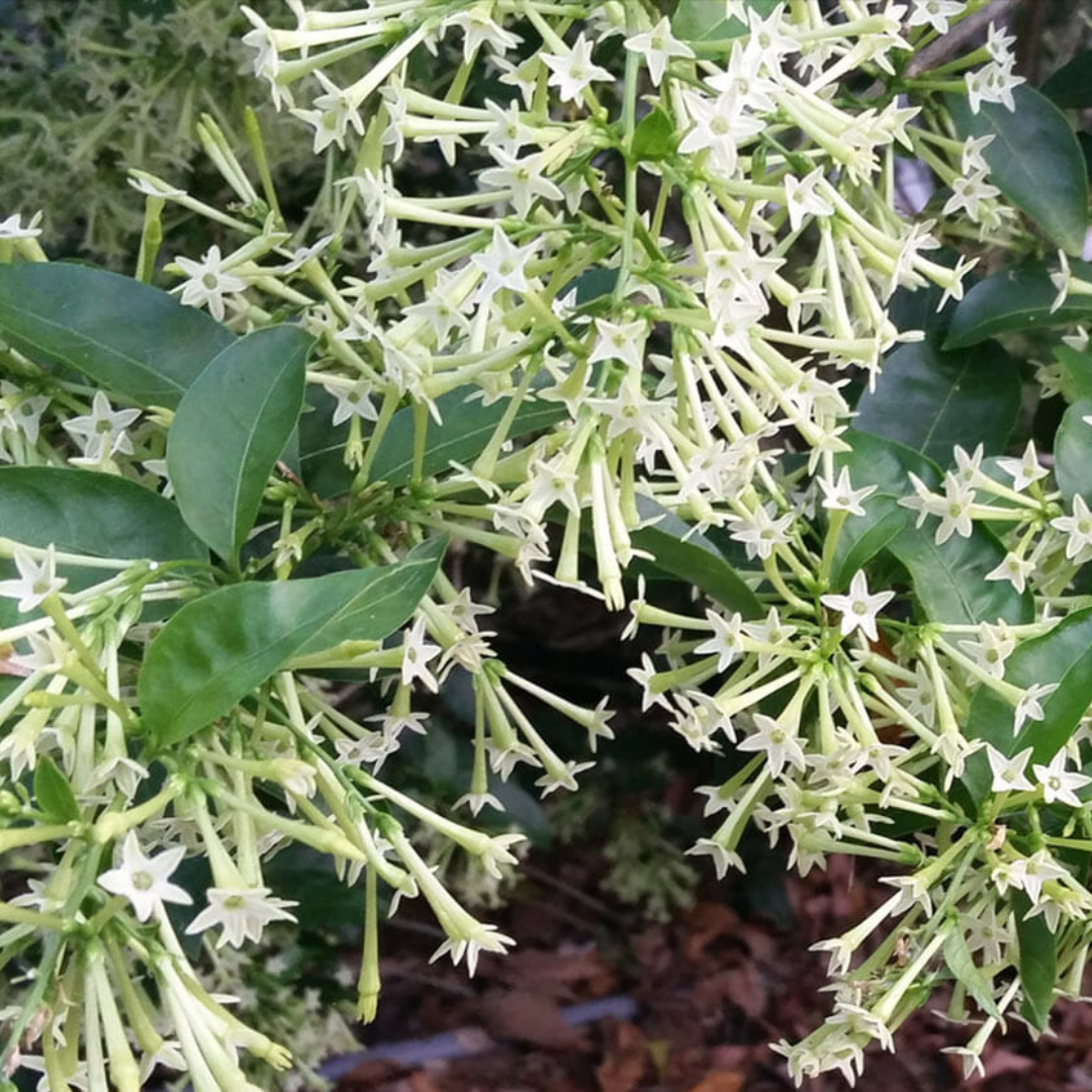 Night Blooming Jasmine White (Cestrum nocturnum) Flowering Live Plant