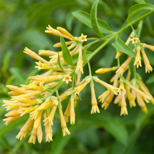 Night Blooming Jasmine Yellow (Cestrum nocturnum) Flowering Live Plant