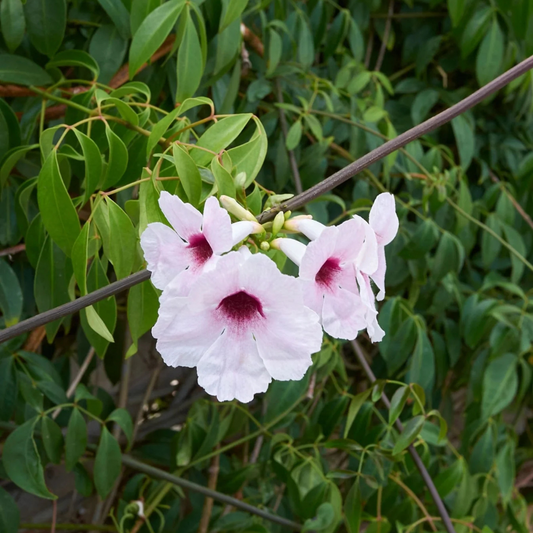Pandora Jasminoids White Flowering Live Plant - Green Leaves