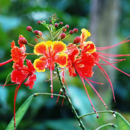 Peacock Flower / Rajamalli Red (Caesalpinia pulcherrima) Flowering Live Plant
