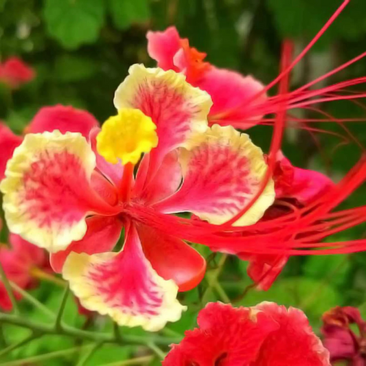 Peacock Flower / Rajamalli Red (Caesalpinia pulcherrima) Flowering Live Plant