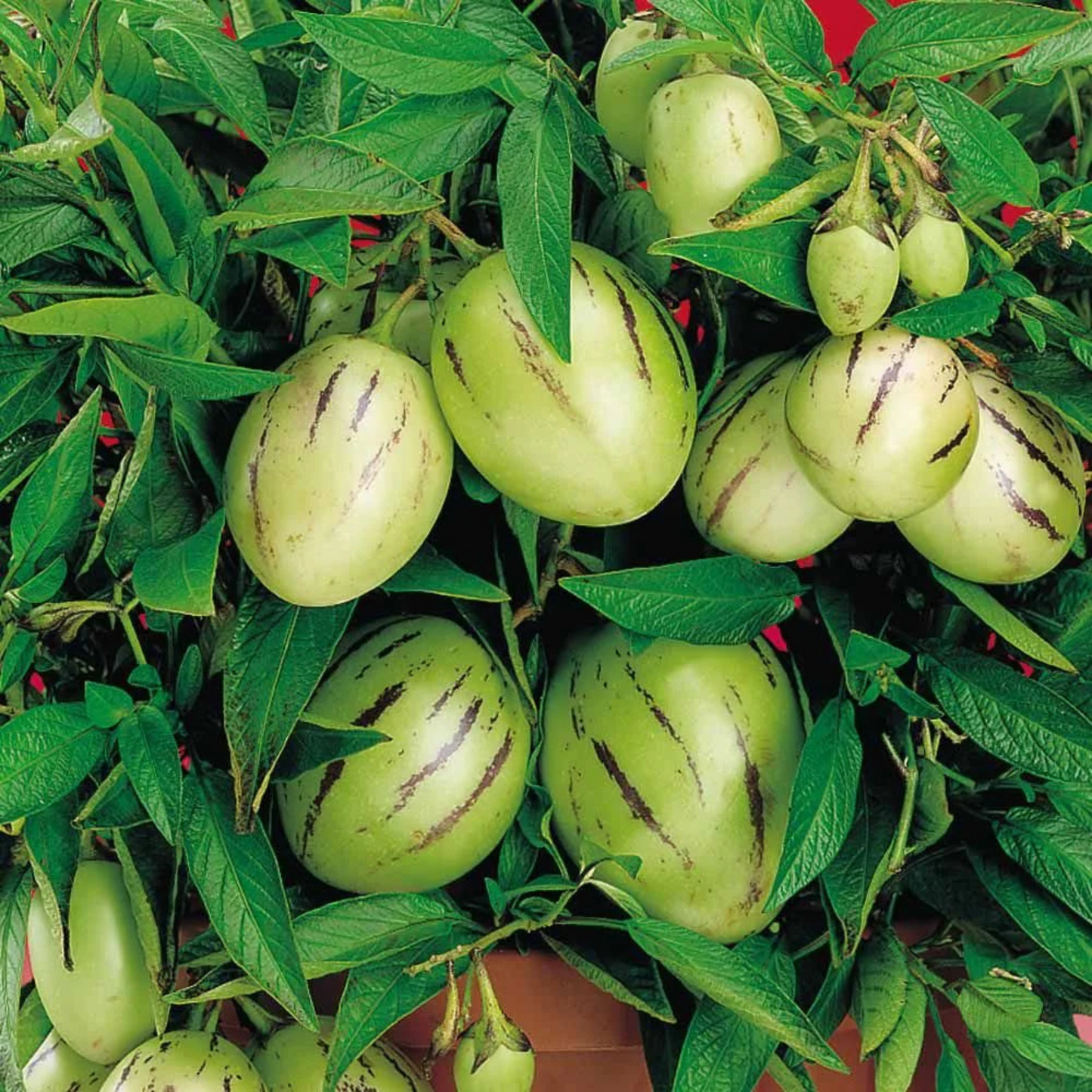 Pepino Melon / Tree Tomato Fruit (Solanum muricatum) Live Plant