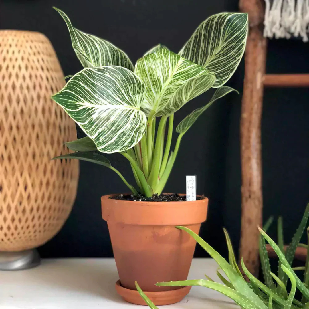 Philodendron 'Birkin' Indoor / Outdoor Live Plant