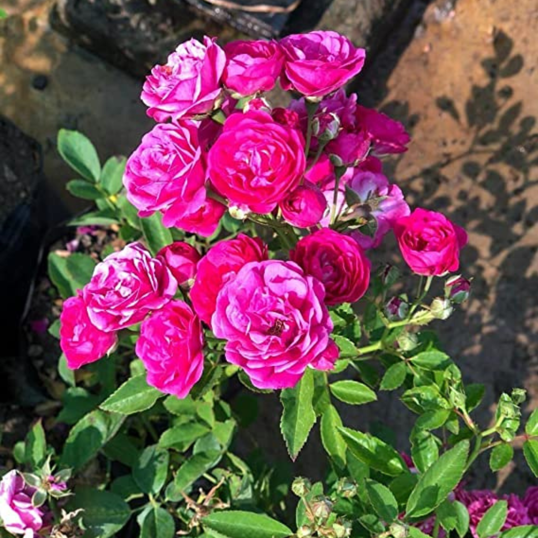 Pink Button Rose Live Plant