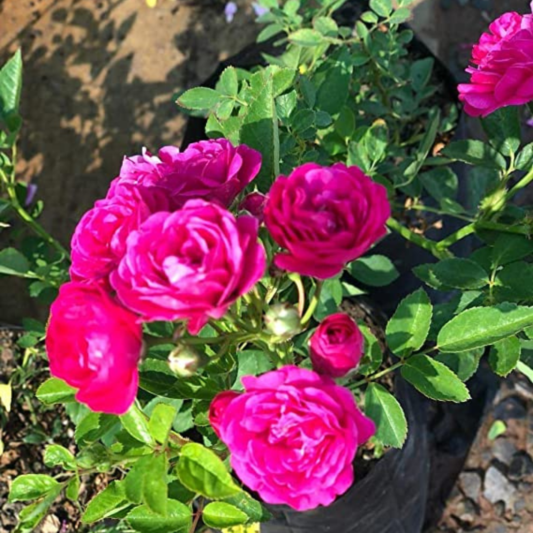 Pink Button Rose Live Plant