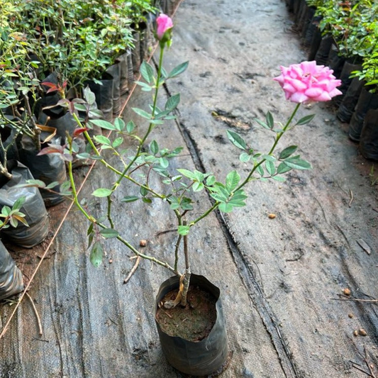 Pink Rose Grafted Live Plant
