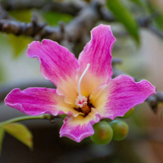 Pink Silk Floss Tree (Ceiba speciosa) Rare Flowering Live Plant
