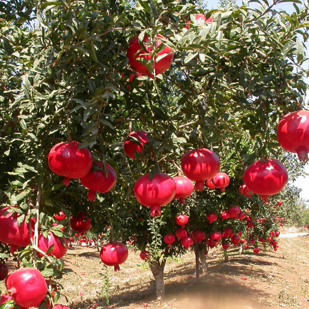Pomegranate (Bhagwa) Layered Fruit Plant