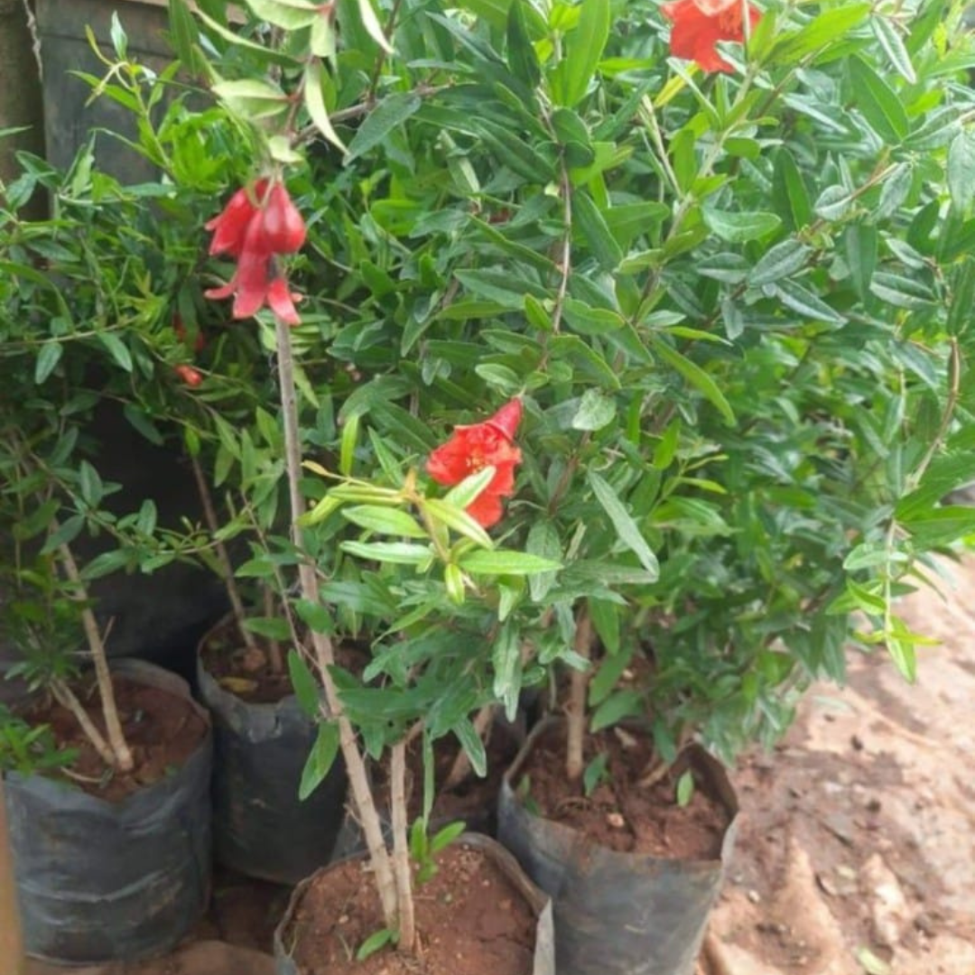 Pomegranate (Bhagwa) Layered Fruit Plant