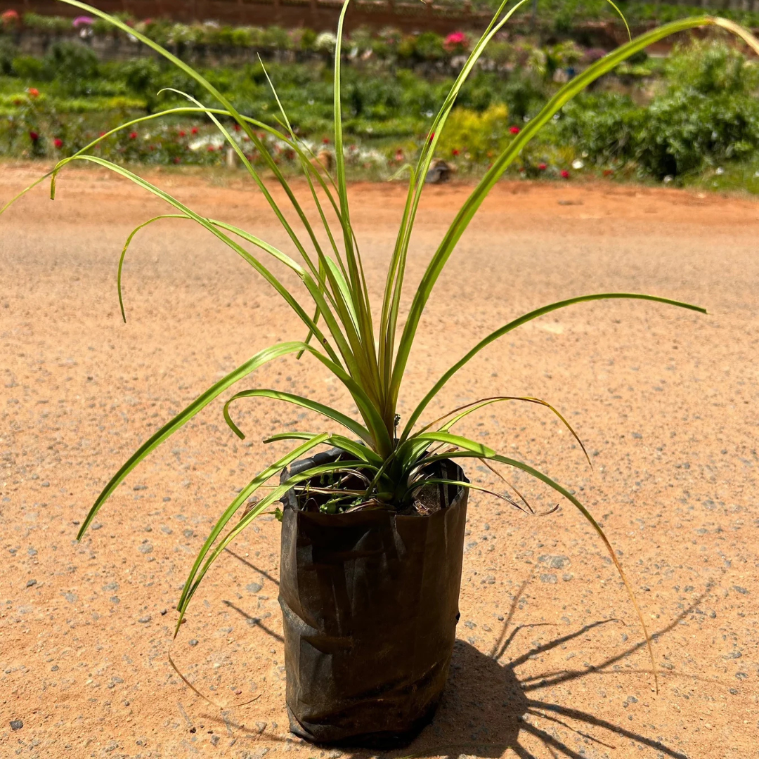 Ponytail (Nolina) Palm Ornamental Live Plant