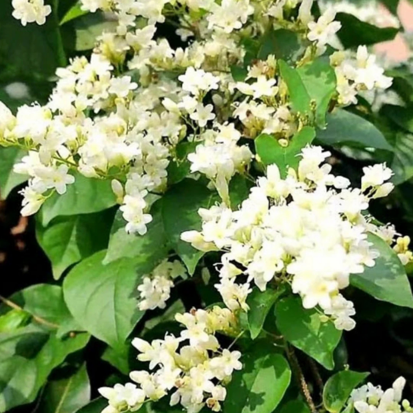 Porana Paniculata (Manimulla) Layered Live Plant
