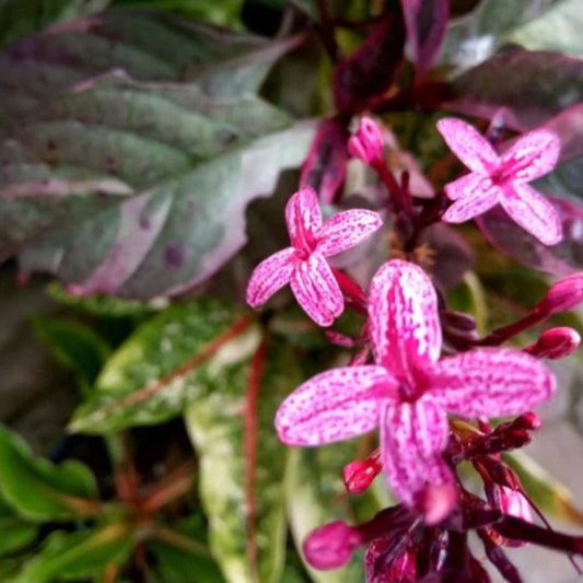 Pseuderanthemum Maculatum (Red Leaf) Flowering Live Plant