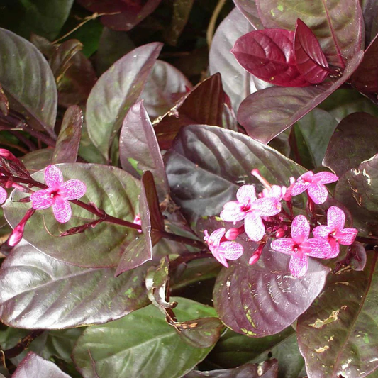 Pseuderanthemum Maculatum (Red Leaf) Flowering Live Plant