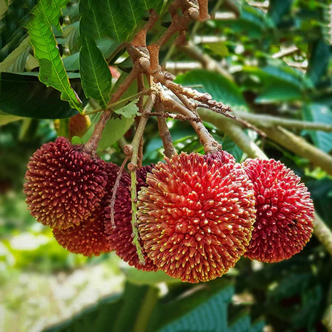 Pulasan (Nephelium Mutabile) Fruit Live Plant