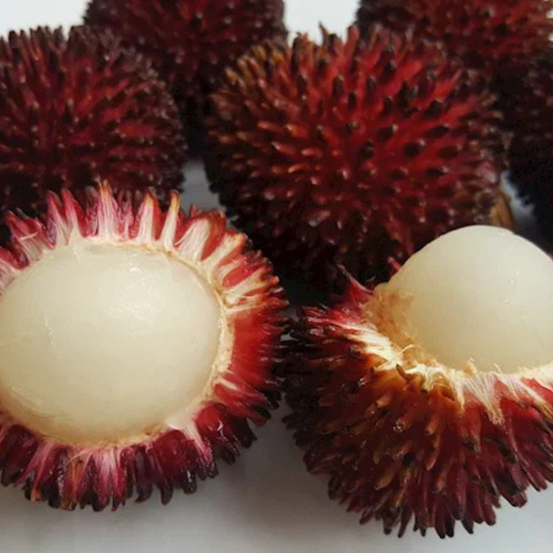 Pulasan (Nephelium Mutabile) Fruit Live Plant