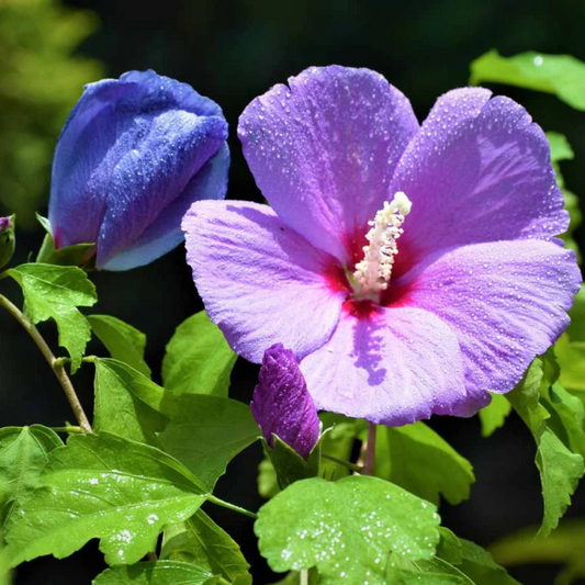 Purple Hibiscus Live Plant