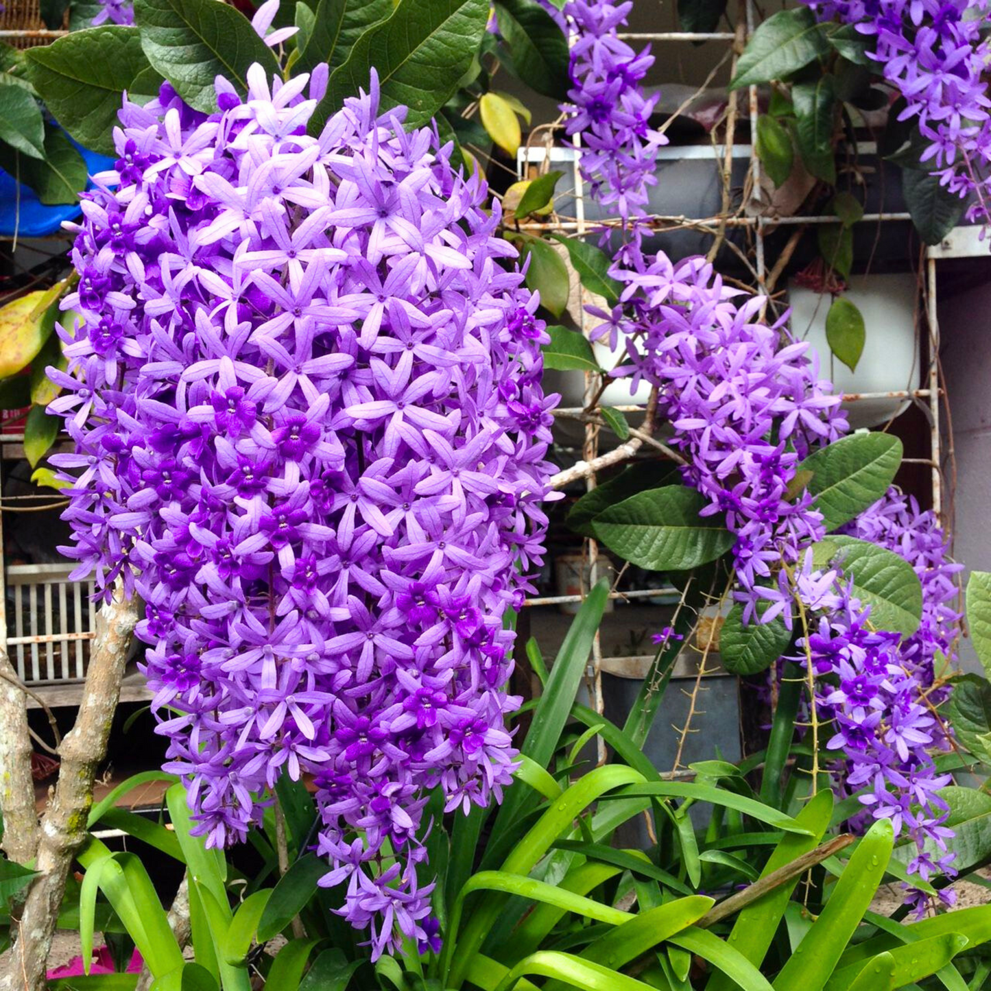 Purple Wreath, Sandpaper Vine (Petrea volubilis) Layered Live Plant