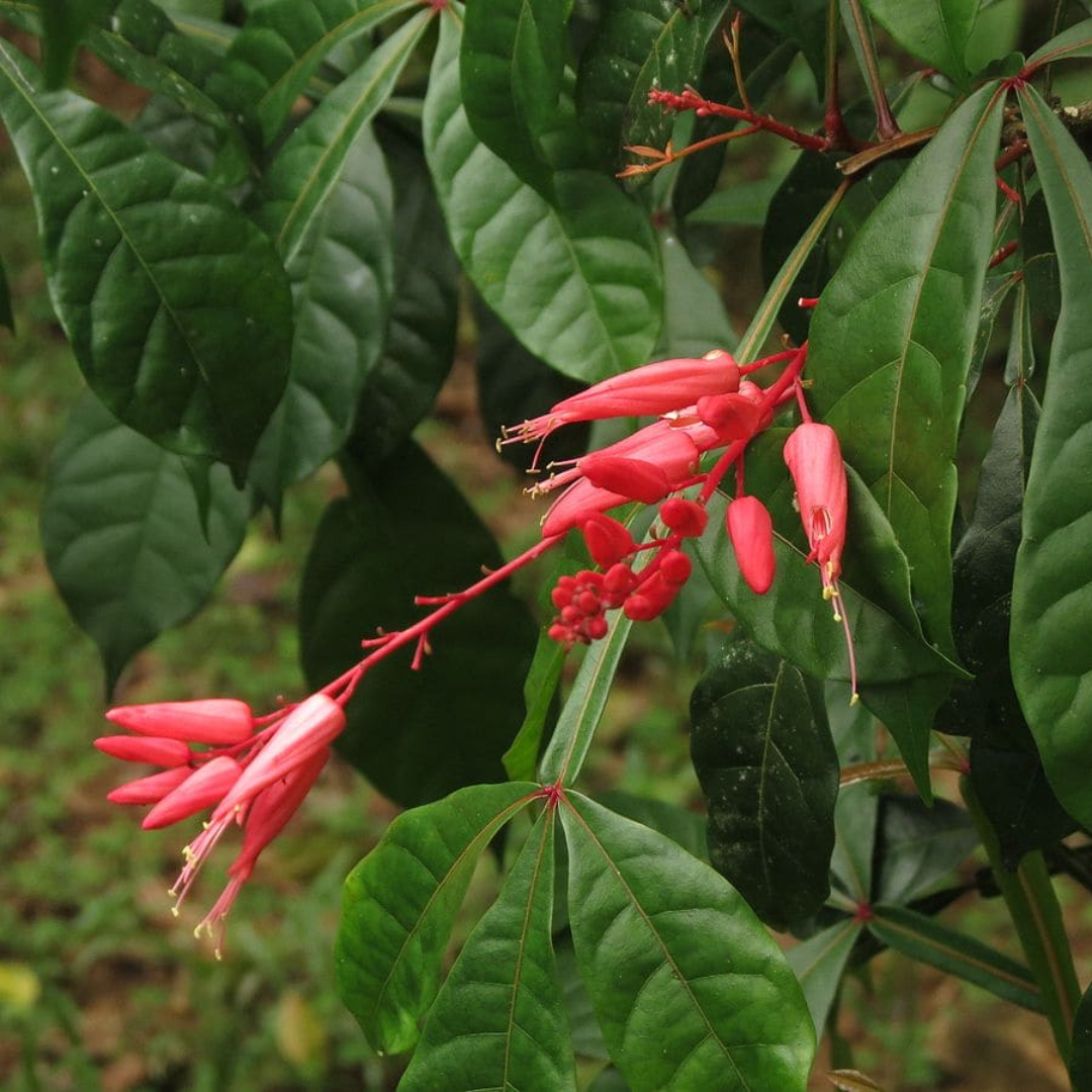 Quassia Amara All Time Flowering Live Plant