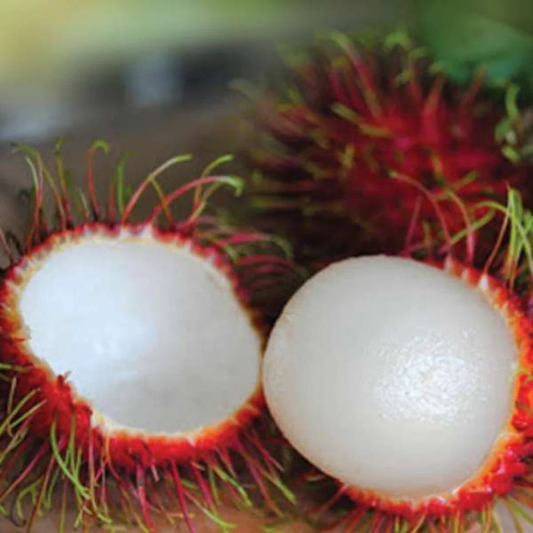 Rambutan School Boy Rare Exotic Fruit Live Plant