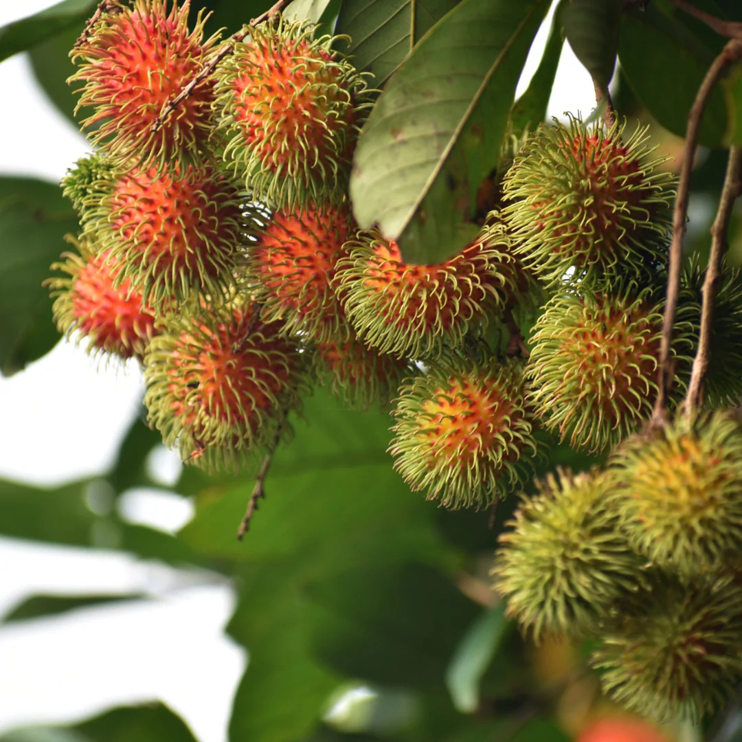 Rambutan School Boy Rare Exotic Fruit Live Plant