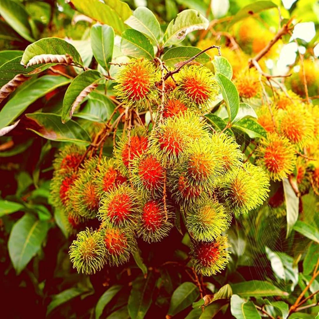Rambutan School Boy Rare Exotic Fruit Live Plant