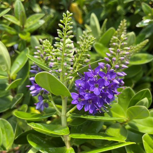 Hebe Speciosa Blue Rare Flowering Live Plant