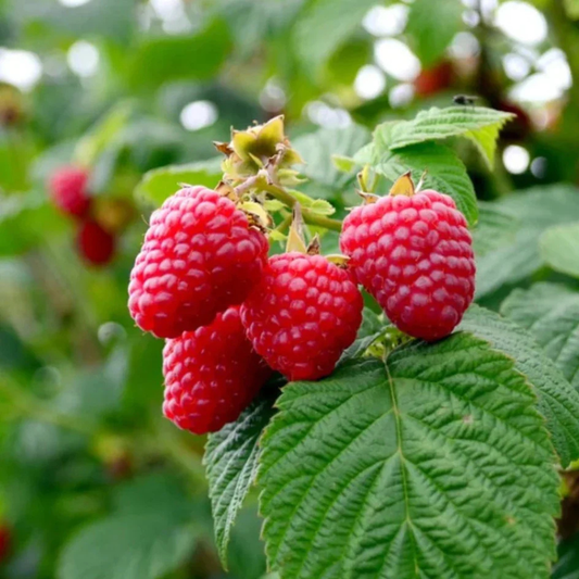 Raspberry (Rubus idaeus) Live Plant