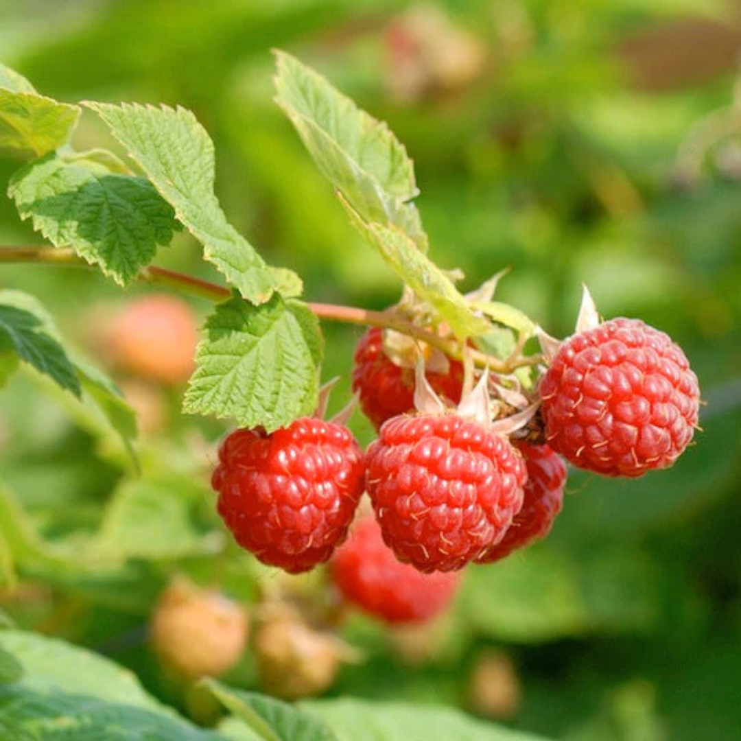 Raspberry (Rubus idaeus) Live Plant
