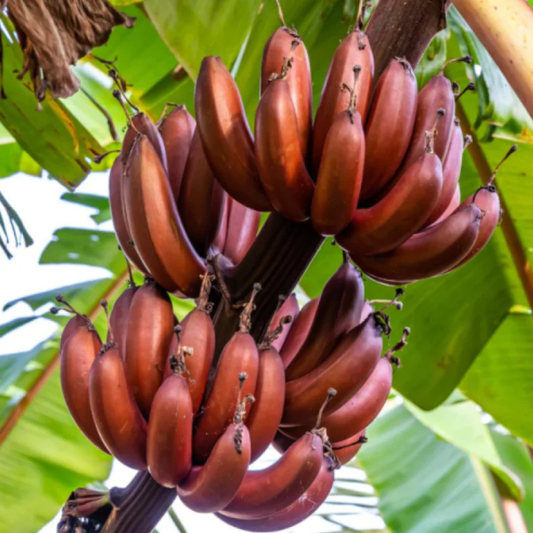 Red Banana Live Plant