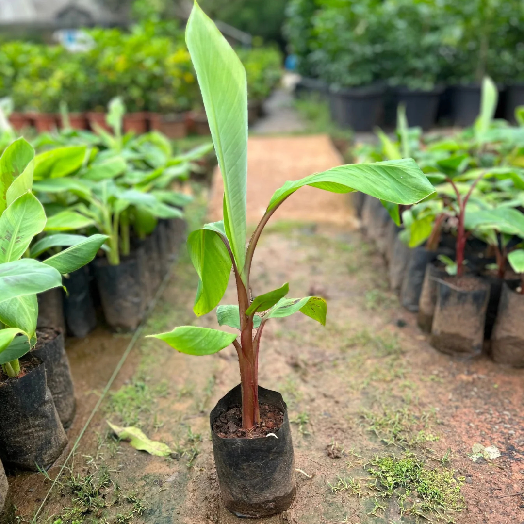 Red Banana Live Plant
