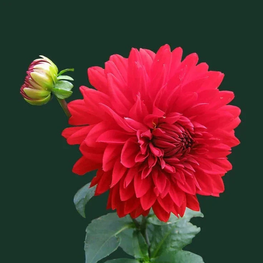 Red Dahlia Flowering Live Plant
