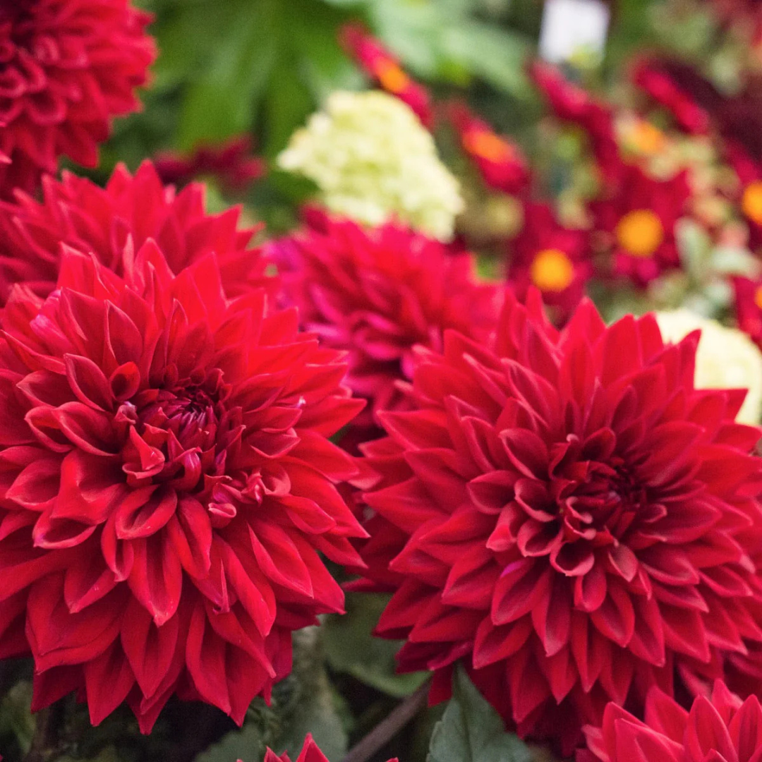 Red Dahlia Flowering Live Plant