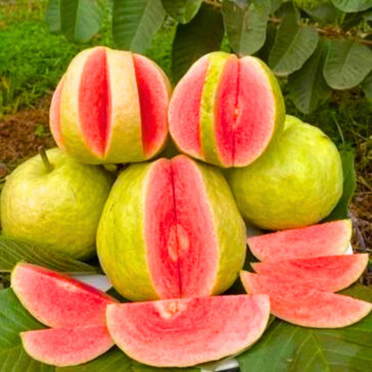 Red Diamond Guava Live Plant